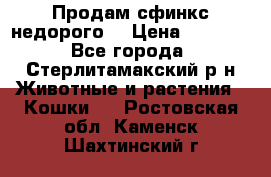 Продам сфинкс недорого  › Цена ­ 1 000 - Все города, Стерлитамакский р-н Животные и растения » Кошки   . Ростовская обл.,Каменск-Шахтинский г.